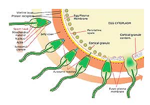 Uterus layers