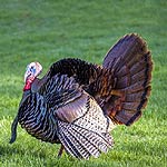 Wild Turkey Spot In Massachusetts
