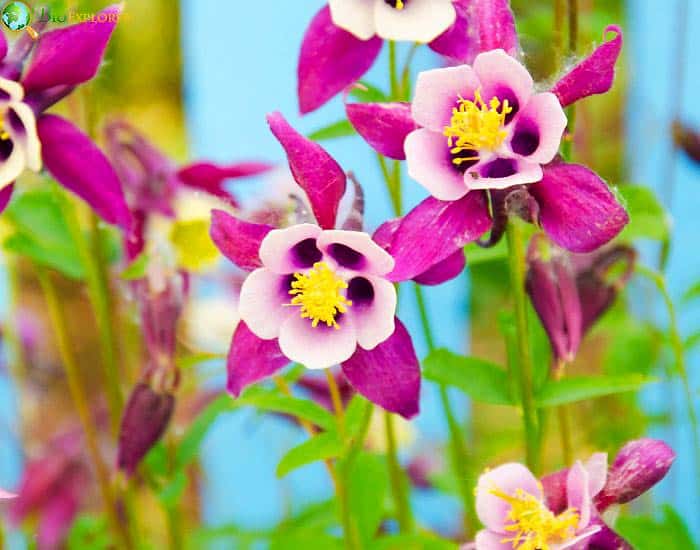 Columbine Aquilegia Caeru