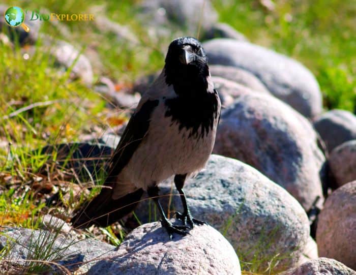 Hooded Crows Are Socially Adaptable