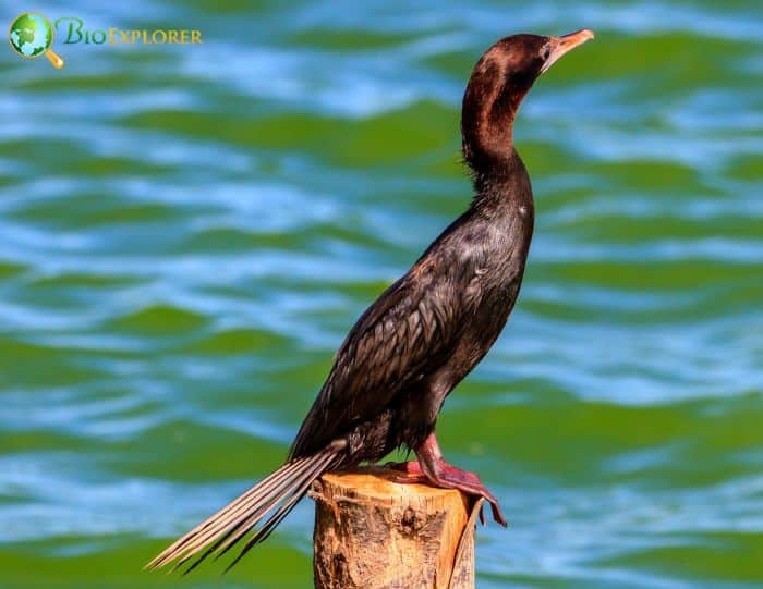 Little Cormorants Become Noisy During The Breeding Season