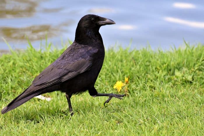 2 Ravens Are Very Intelligent Animals