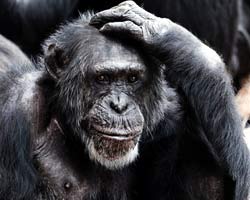 Chimpanzee Brain