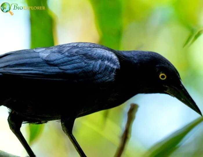 Greater Antillean Grackles Physical Characteristics