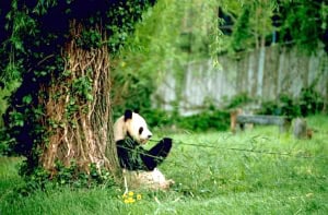Panda Poaching