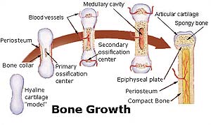 Bone Growth