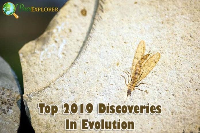 2019 Discoveries in Evolution