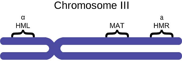 Yeast Chromosome