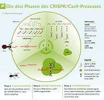 CRISPR applications