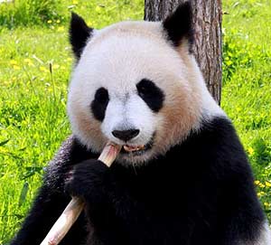 panda neck lining