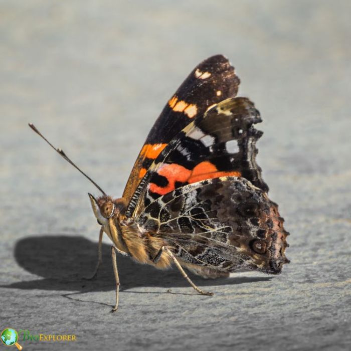 Indian Red Admiral