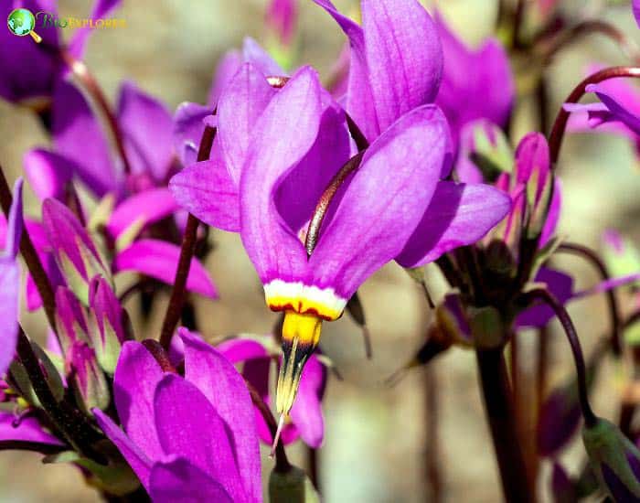 Shooting Star Dodecatheo