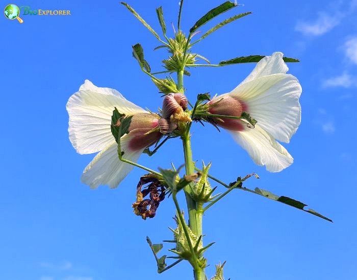 Swamp Hibiscus (Hibiscus Diversifolius)