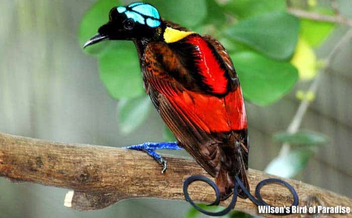 most colorful bird