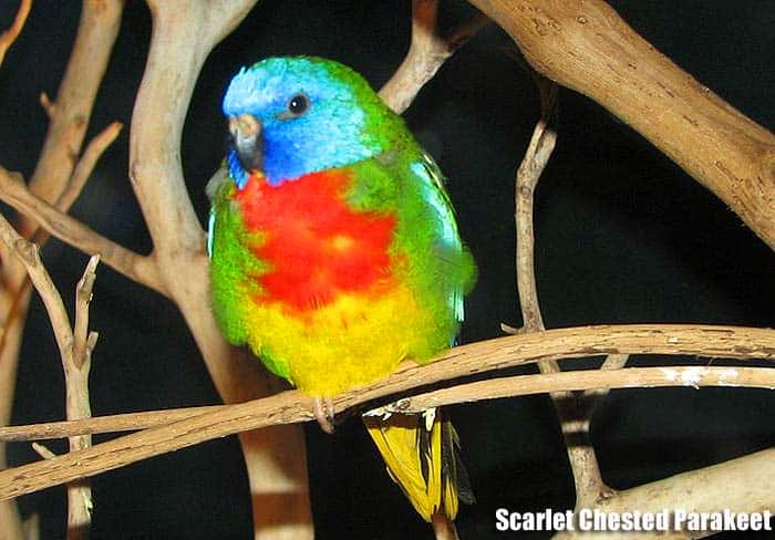 Scarlet-Chested Parakeet