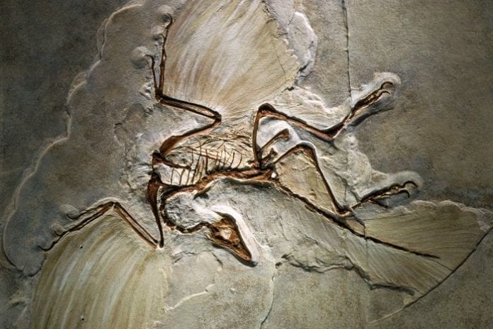 when were the first dinosaur fossils found