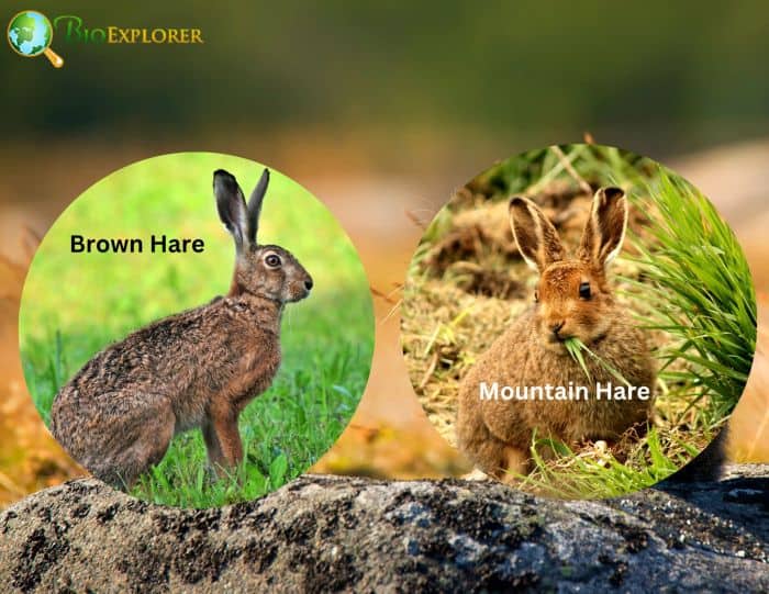 Mountain Hare and Brown Hare
