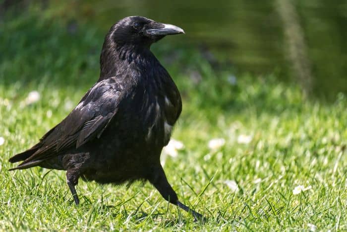 Ravens make great hunters.