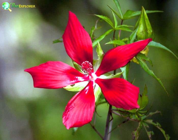 Scarlet Rosemallow (Hibiscus Coccineus)