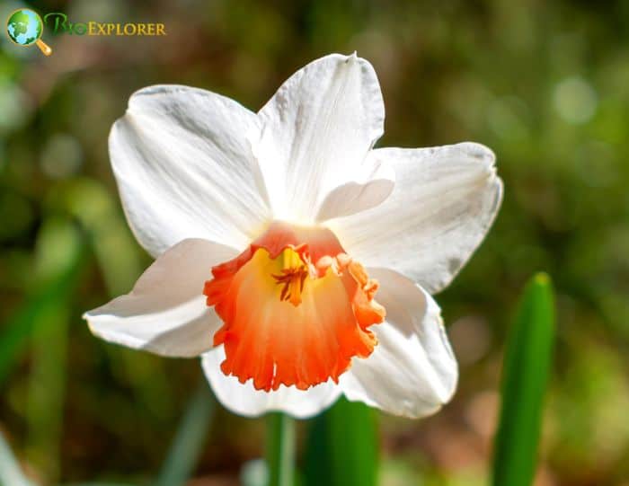 Small-cupped Daffodil