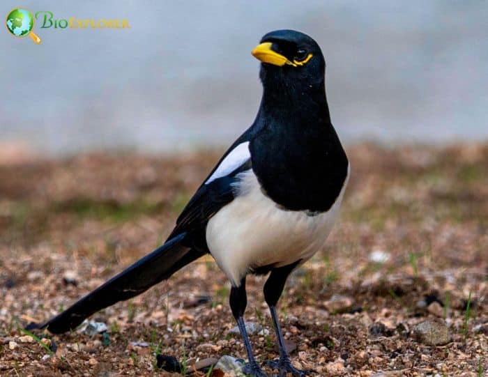 Yellow Billed Magpie Possesses A Gregarious Instinct