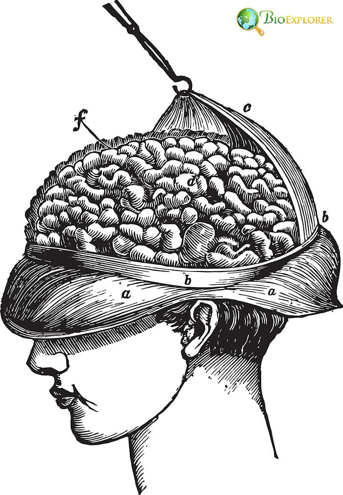 Brain Hemisphere