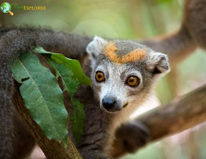 Crowned Lemur Diet and Feeding Habits