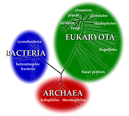 species of archaebacteria