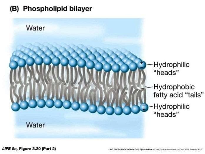 Phospholipid Bilayer Lipid Bilayer Structures & Functions