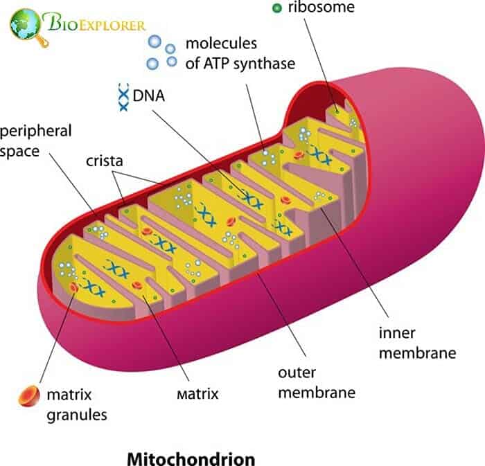 Mild Depolarization Mitochondria