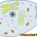 3 parts of cell theory