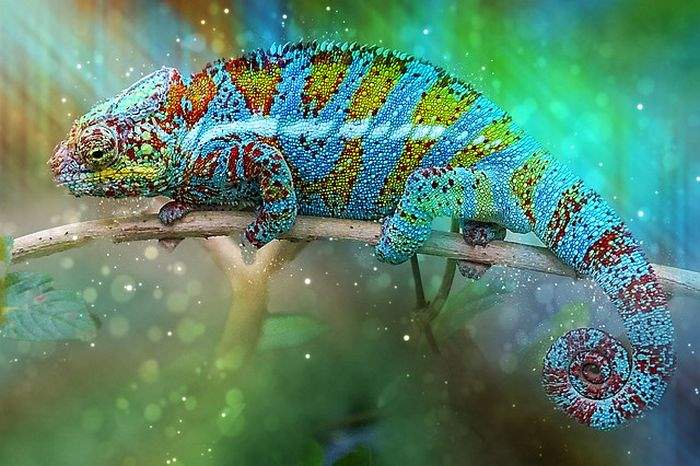 What Do Panther Chameleons Eat