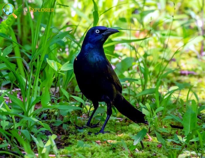 Common Grackles Practice Anting