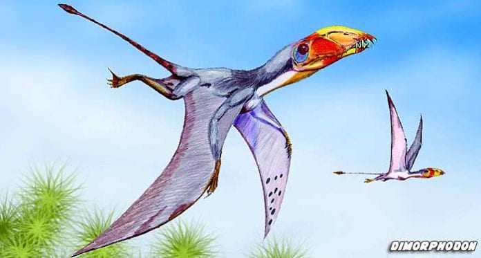 Flying Dinosaurs Names Pterodactyl Quetzalcoatlus And Dimorphodon 