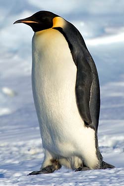 Types of Penguins | Penguin Fun Facts | Penguin Species