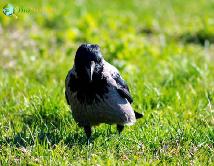 Hooded Crows Have Theft Habits