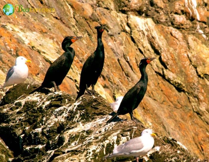 Pelagic Cormorants Prefer Private Life