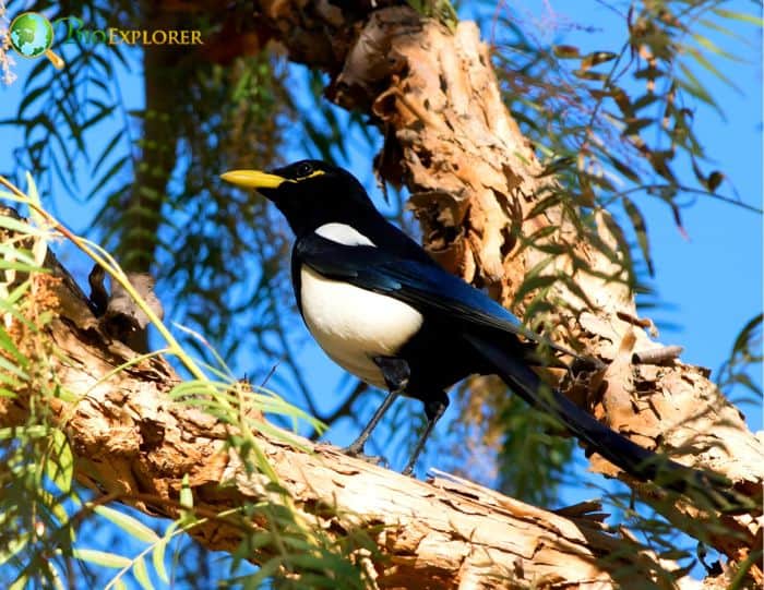Yellow Billed Magpie Mate for Life