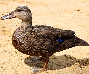 Black Duck (Anas rubripes)