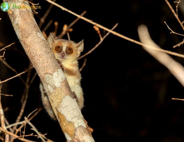 Madame Berthe's Mouse Lemur | World's Smallest Primate | Diet | Facts