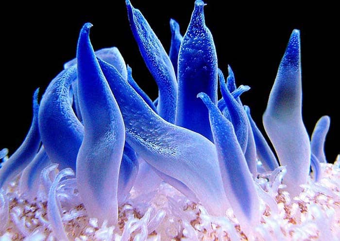 Coral reef (Underground nurseries)