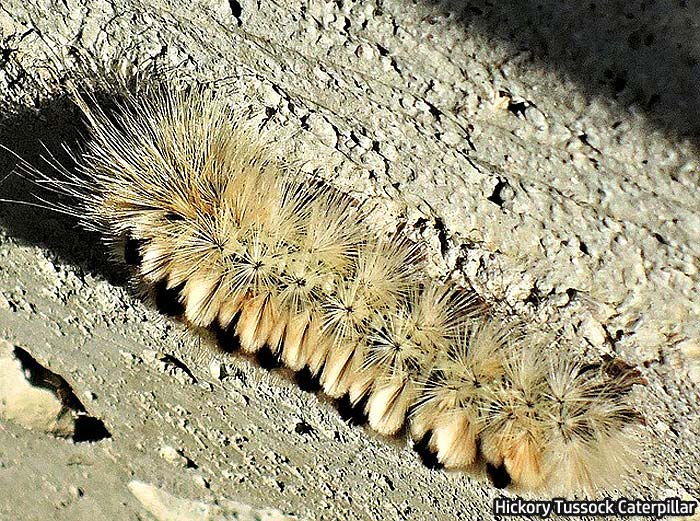 hickory tussock caterpillar