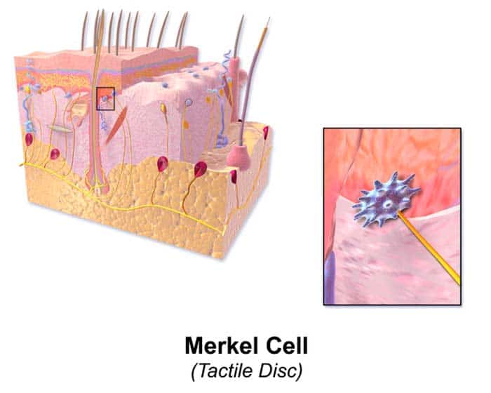 Merkel Cells