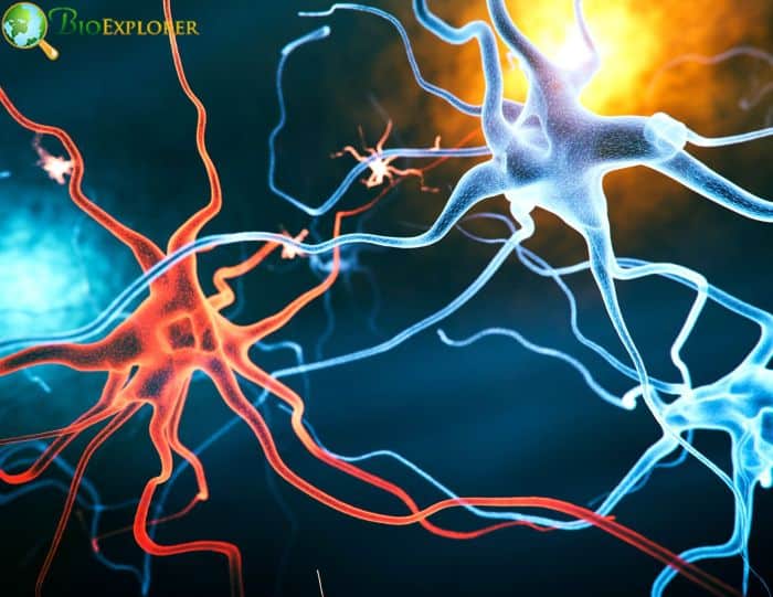 Neurons and Microglia