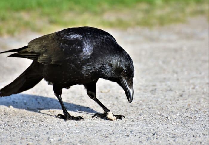 Raven unkindness