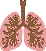 respiratory system fun fact bronchial tree