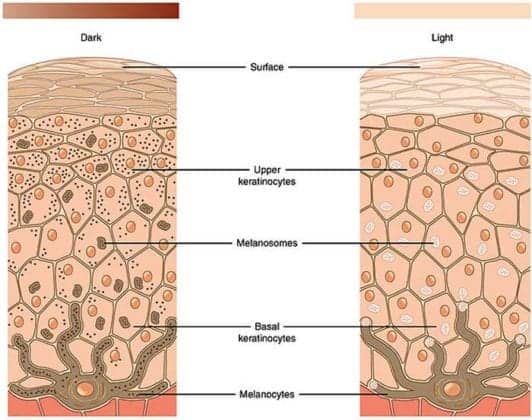 cells-of-the-epidermis-3-layers-of-the-skin-skin-cell-functions