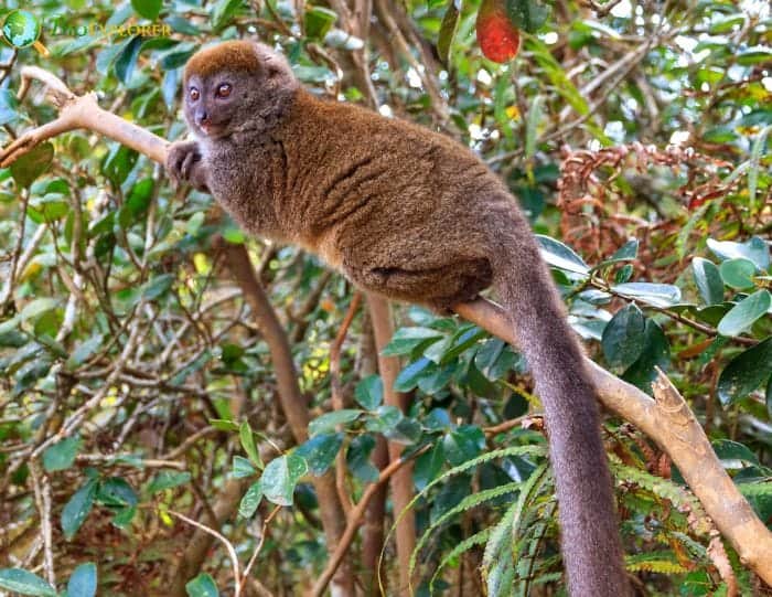 What Do Eastern Lesser Bamboo Lemurs Eat