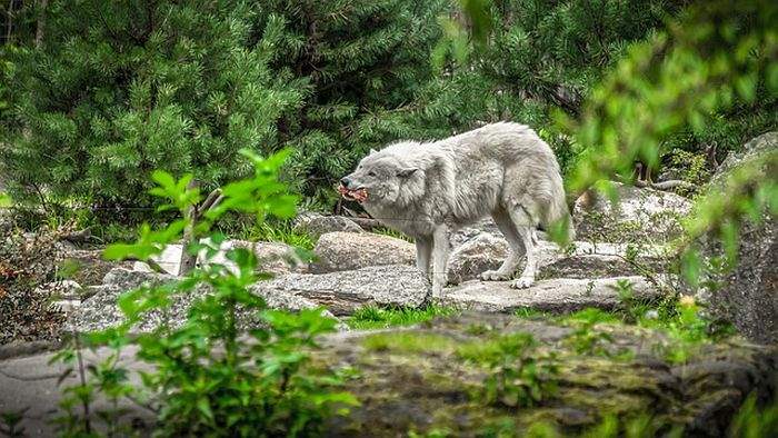 gray wolves diet