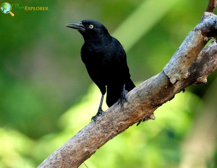 What Do Greater Antillean Grackles Eat